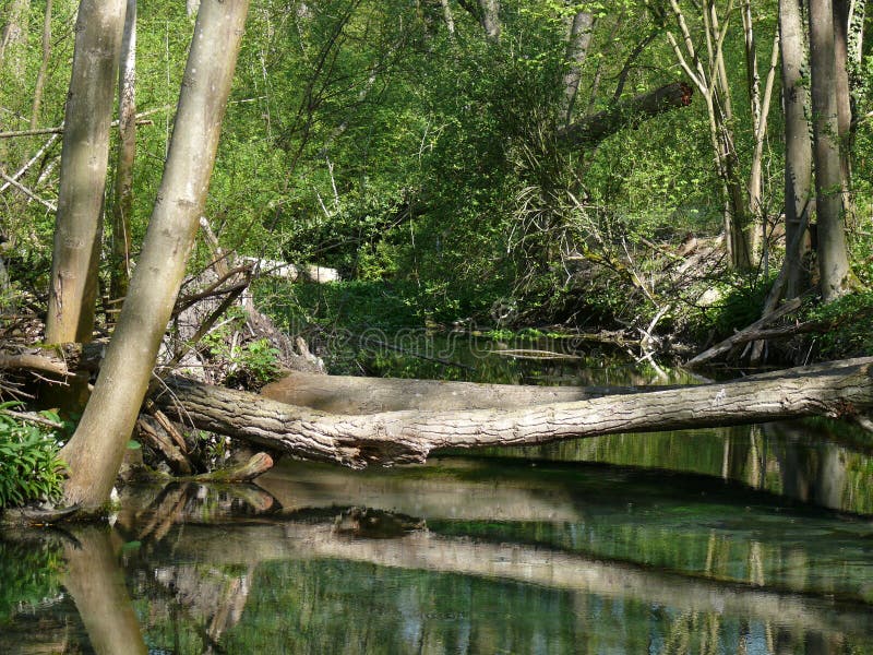 Secteur inondé d'une forêt photographie stock Secteur inondé d'une forêt photographie stock
