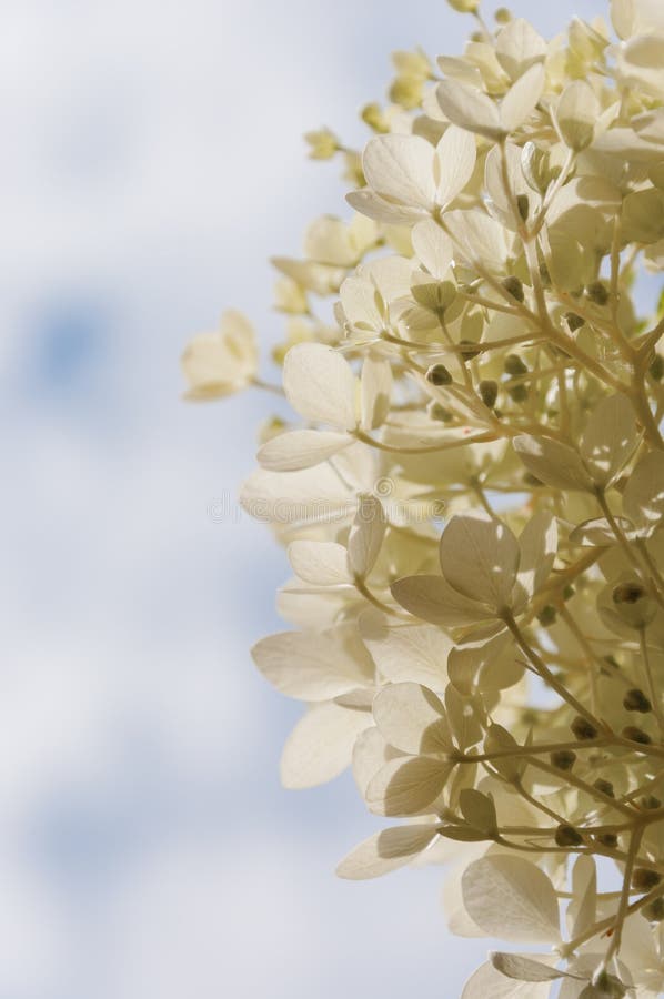 Sectio of Hydrangea Paniculata Phantom flowers