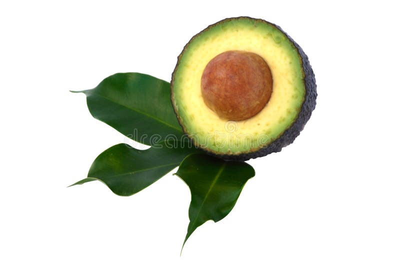Section of avocado
