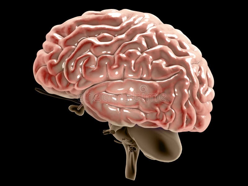 Owlneverdie 4 части мозга. Тромбэктомия головного мозга.