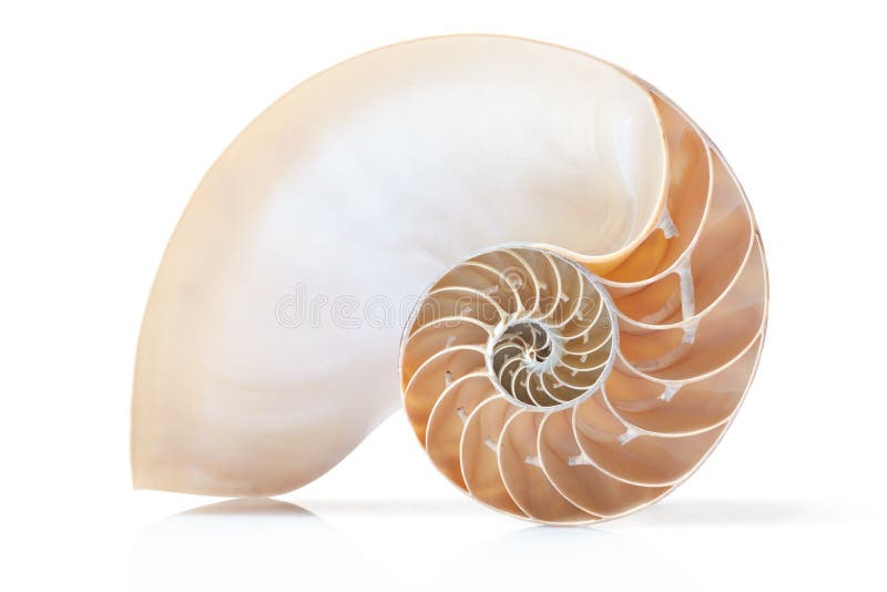 Nautilus shell section with soft shadow, perfect Fibonacci pattern isolated on white, clipping path included. Nautilus shell section with soft shadow, perfect Fibonacci pattern isolated on white, clipping path included