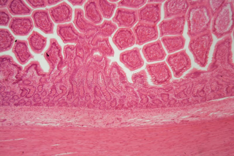 Section of a Dog Ciliated Columnar Epithelium Stock Photo Image of