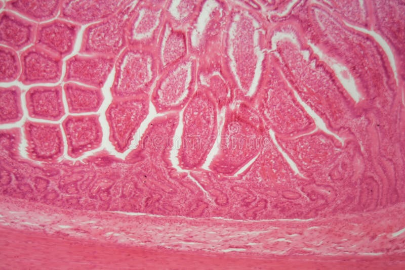 Section of a Dog Ciliated Columnar Epithelium Stock Photo Image of