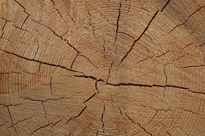 Section of pine logs stock image