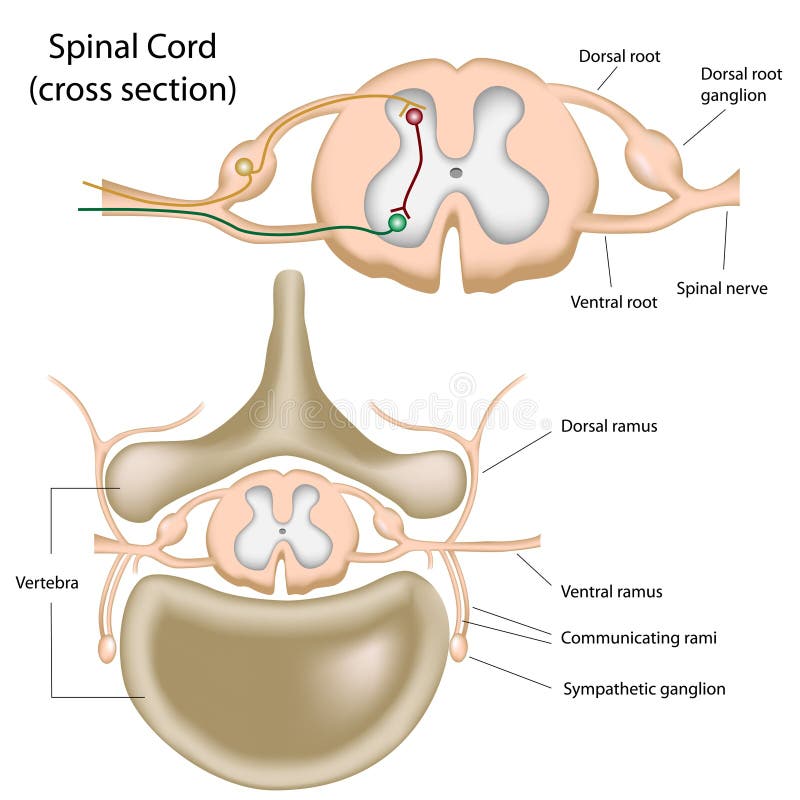 Anatomie de corps humain illustration de vecteur. Illustration du vessie -  52769659