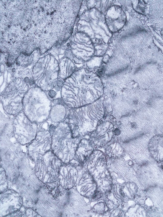 Section transversale de tissu de muscle cardiaque montrant le mitochondrion photographie stock