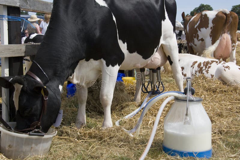 Dairy Farming - Milking a cow using an automated milking machine at an agricultural show in Yorkshire in Northern England. Dairy Farming - Milking a cow using an automated milking machine at an agricultural show in Yorkshire in Northern England.