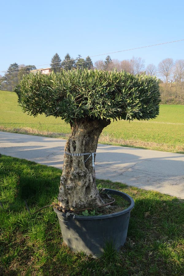 Secular Olive Tree In Pot Stock Image Image Of Evergreen