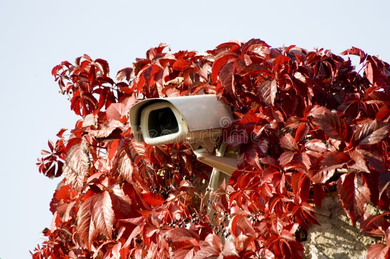 Security camera in read leaves