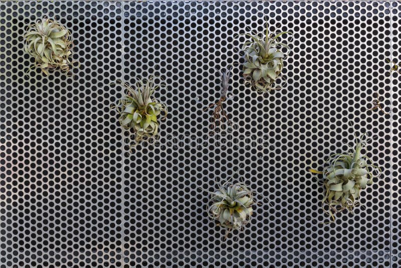 Security front door gate , close up with succulent plants stock images