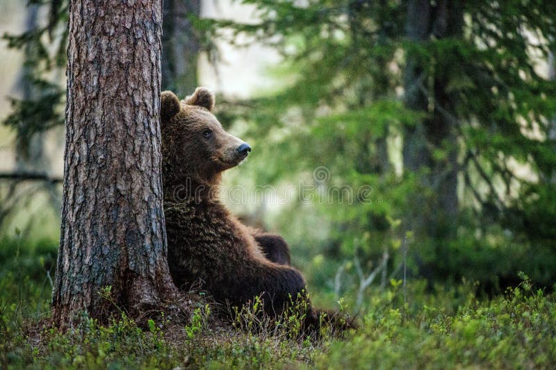 Sedendosi sotto l'orso bruno del pino immagini stock Sedendosi sotto l'orso bruno del pino immagini stock