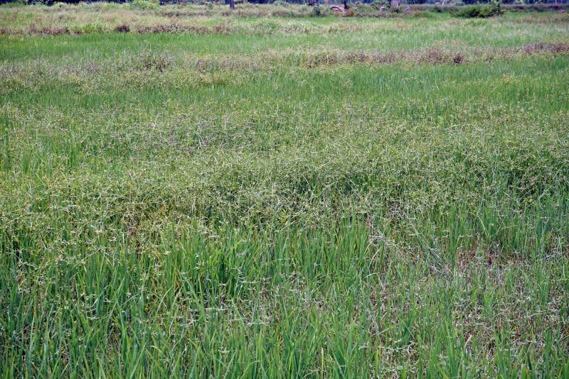 Sedges infested field stock photo. Image of crops, outdoor - 125486170