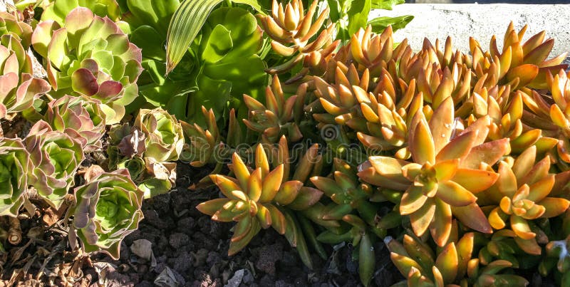 Sedum adolphi - Succulents with succulent leaves in a flowerbed in Avalon on Catalina Island in the Pacific Ocean, California. Sedum adolphi - Succulents with succulent leaves in a flowerbed in Avalon on Catalina Island in the Pacific Ocean, California.