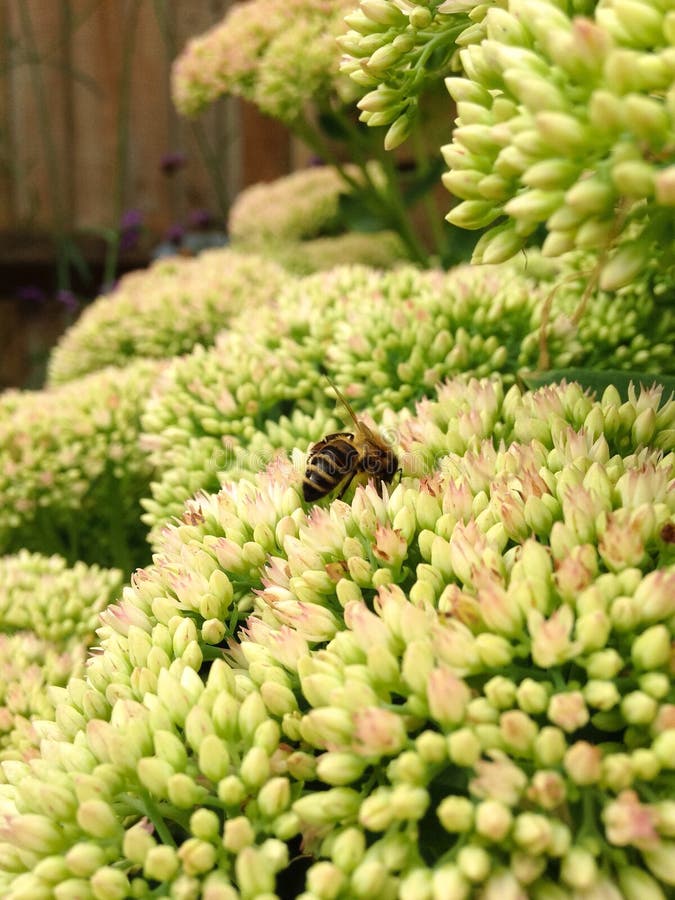 Sedum e Honey Bee imagens de stock Sedum e Honey Bee imagens de stock