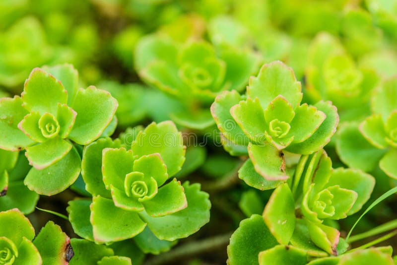 Sedum (muurpeper het Spaans) stock foto Sedum (muurpeper het Spaans) stock foto