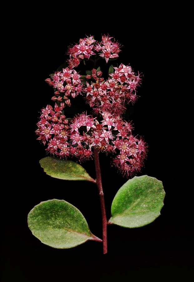 Download Sedum no preto foto de stock. Imagem de botany, florescer - 65579356