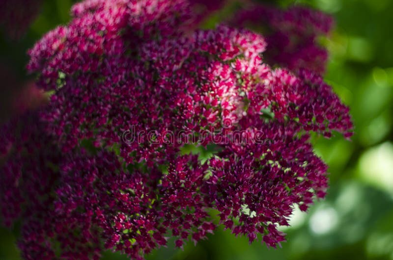 Sedum Stewed Rhubarb Mountain Autumn Purple Pink Perennial Flower Plant ...