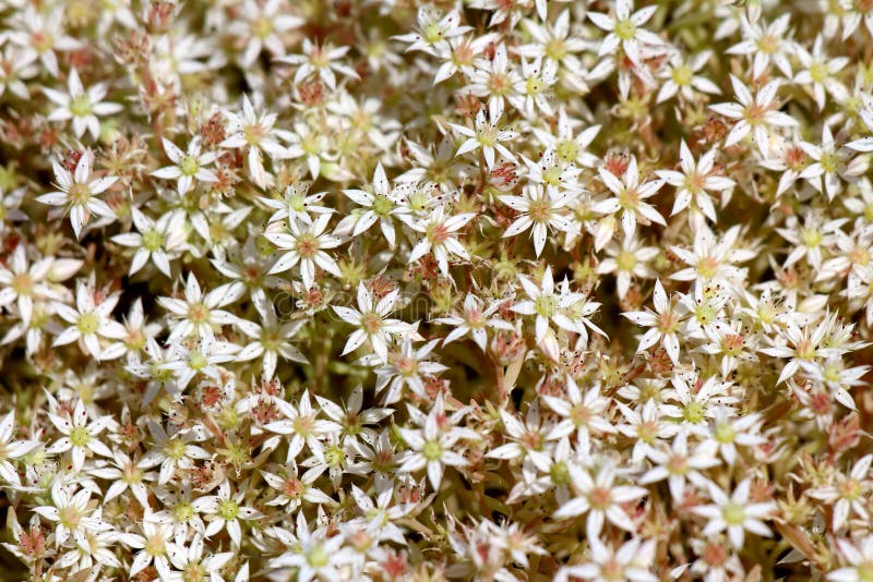 Sedum or Stonecrop hardy succulent ground cover perennial plants background texture with open blooming white flowers and thick stock photography Sedum or Stonecrop hardy succulent ground cover perennial plants background texture with open blooming white flowers and thick stock photography