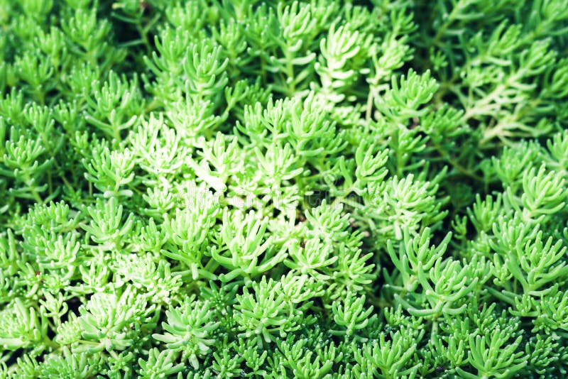 Sedum, succulente installatie met de groene achtergrond van de bladerentextuur, installaties in een tuin stock fotografie Sedum, succulente installatie met de groene achtergrond van de bladerentextuur, installaties in een tuin stock fotografie