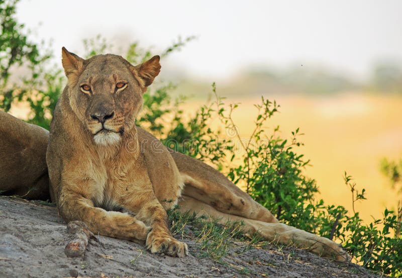 Seduta adulta della leonessa rilassata su un grande masso con un fondo normale aperto naturale fotografia stock libera da diritti Seduta adulta della leonessa rilassata su un grande masso con un fondo normale aperto naturale fotografia stock libera da diritti