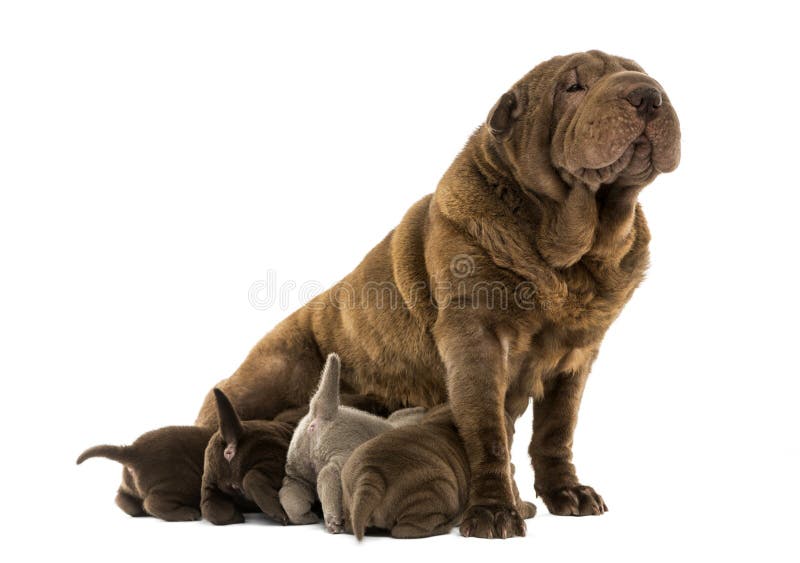 Seduta della mamma di Shar Pei, allattamento al seno i suoi cuccioli fotografia stock libera da diritti Seduta della mamma di Shar Pei, allattamento al seno i suoi cuccioli fotografia stock libera da diritti