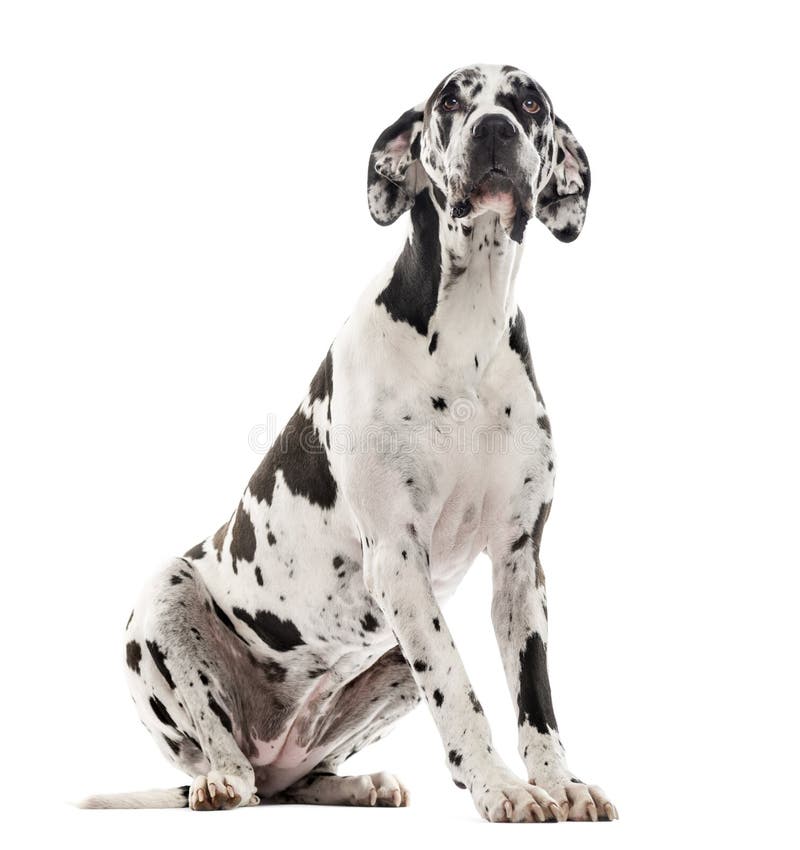 Seduta di great dane e cercare, isolato su bianco immagine stock Seduta di great dane e cercare, isolato su bianco immagine stock
