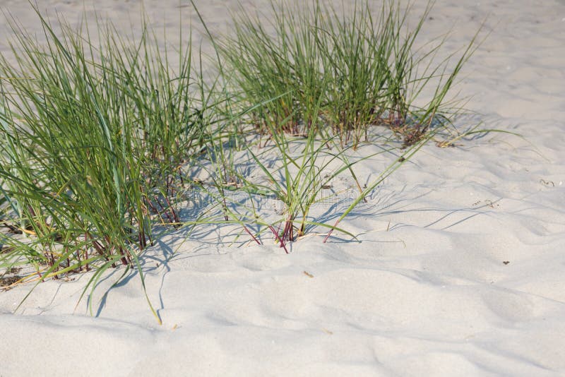 Sea grass in the dunes