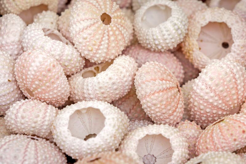 See urchin shells, closeup, as background