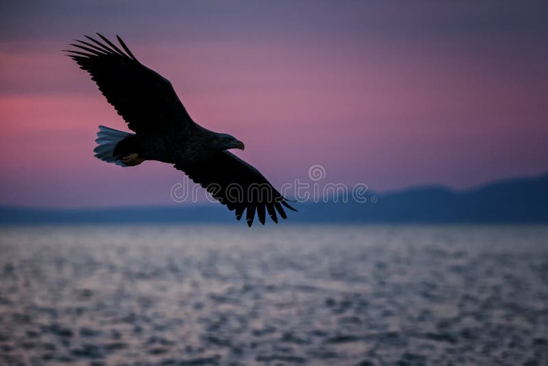 Seeadler im Flug, Adlerfliegen gegen rosa Himmel in Hokkaido, Japan, Schattenbild des Adlers bei Sonnenaufgang, majest?tischer Se lizenzfreies stockfoto Seeadler im Flug, Adlerfliegen gegen rosa Himmel in Hokkaido, Japan, Schattenbild des Adlers bei Sonnenaufgang, majest?tischer Se lizenzfreies stockfoto