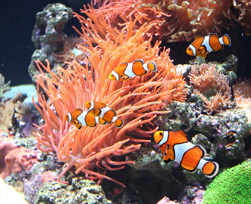 Seeanemone und Clownfische lizenzfreies stockfoto Seeanemone und Clownfische lizenzfreies stockfoto