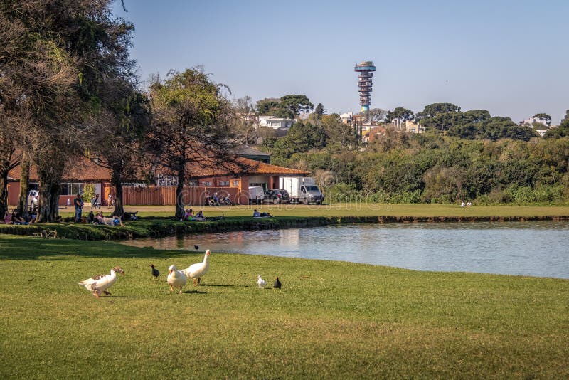 Seeblick von Barigui-Park mit Gänsen und von panoramischem Turm im Hintergrund - Curitiba, Paraná, Brasilien lizenzfreie stockfotos Seeblick von Barigui-Park mit Gänsen und von panoramischem Turm im Hintergrund - Curitiba, Paraná, Brasilien lizenzfreie stockfotos