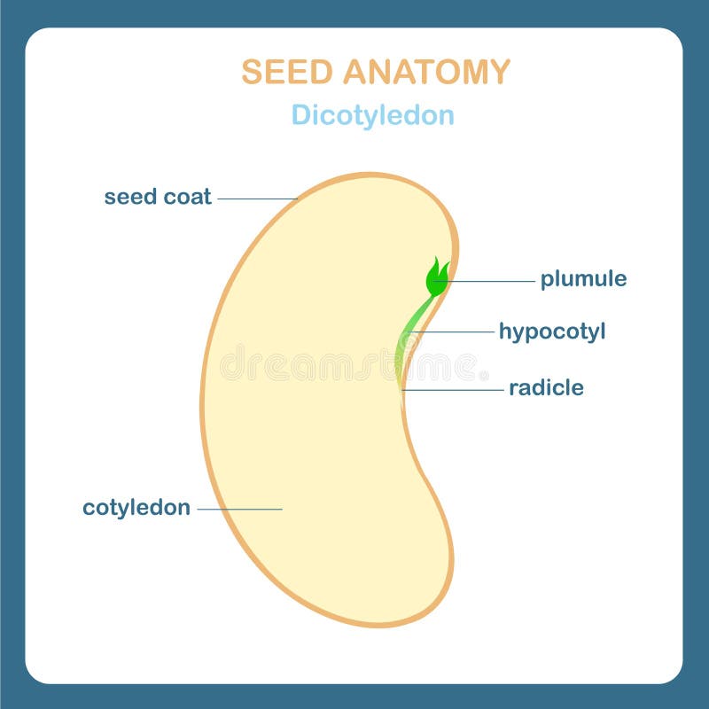 Seed anatomy scheme, Dicotyledon. Bean, seed coat, plumule, hypocotyl, radicle, cotyledon