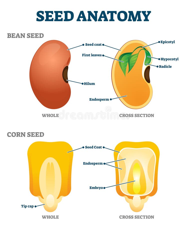 Anatomy Of A Bean Seed  Stock Vector  Illustration Of Leaf