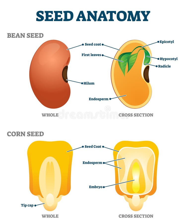 bean seed structure