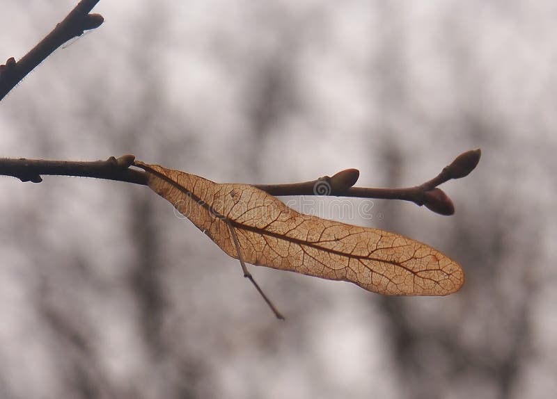 Seed on branch