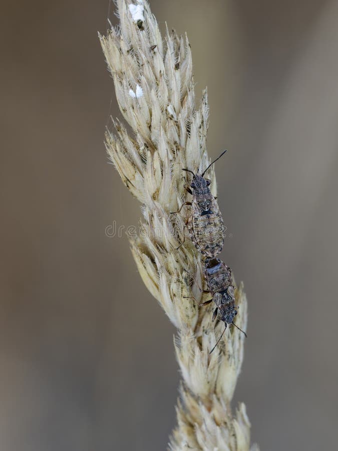 Seed bugs mating on grass stock photo. Image of seed 119911878