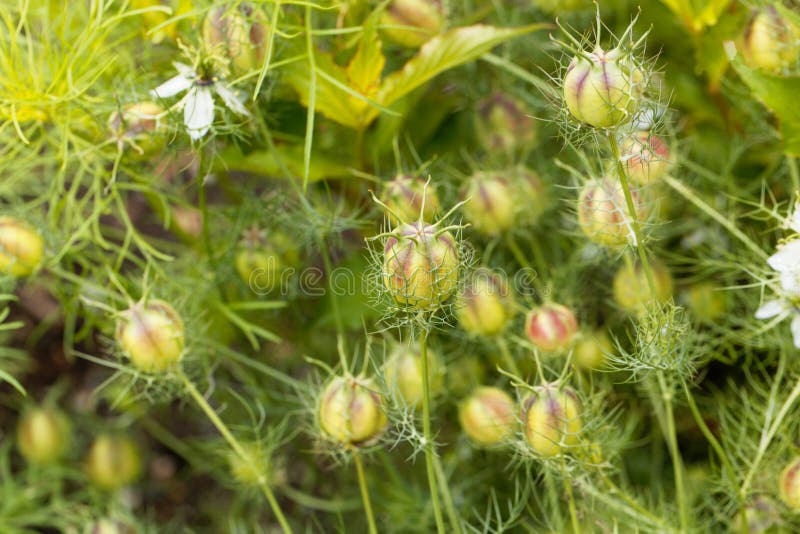 Seed Capsule of Black Caraway Stock Image Image of harvest