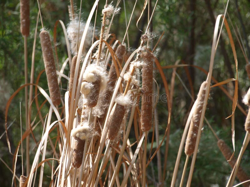 Delicate Seeds Released Early Due To Dought and Heat royalty free stock photos