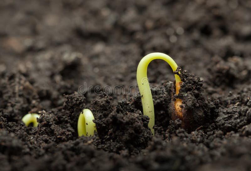 Seed growing grape stock photo. Image of gardening, macro 110194070