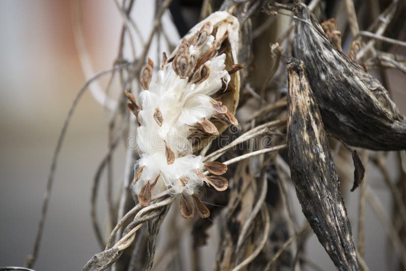 Seed Pod stock photo. Image of wild, hatch, honeysuckle 52558074
