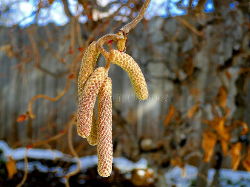 Seed Pods of Contorted Filbert stock images