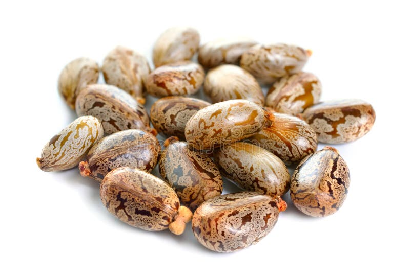 Seed of Ricinus communis, the castor bean or castor oil plant. Isolated on white background.