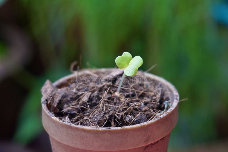 Seed of Sesame is Germinating in Small Pot Stock Image Image of garden, brown 41460037