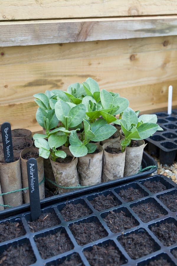 Seed trays inside a cold frame  UK vegetable growing