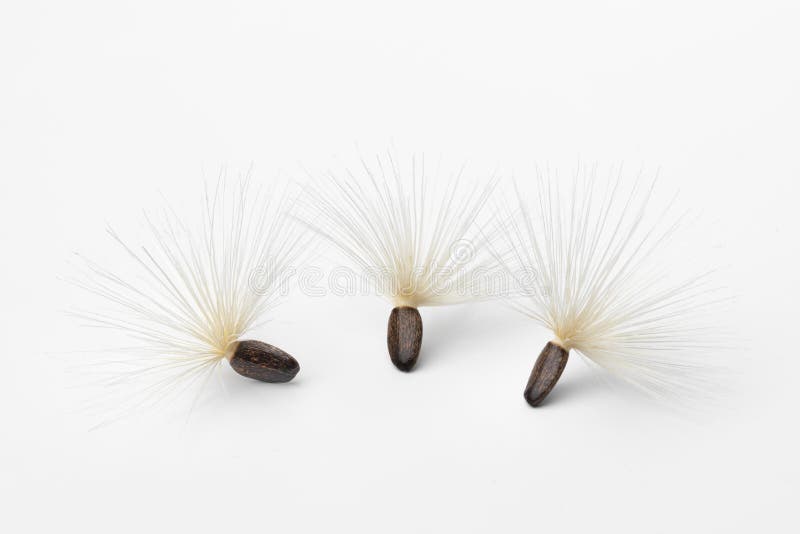 Seed with white pappus of a blessed milkthistle on white background close up