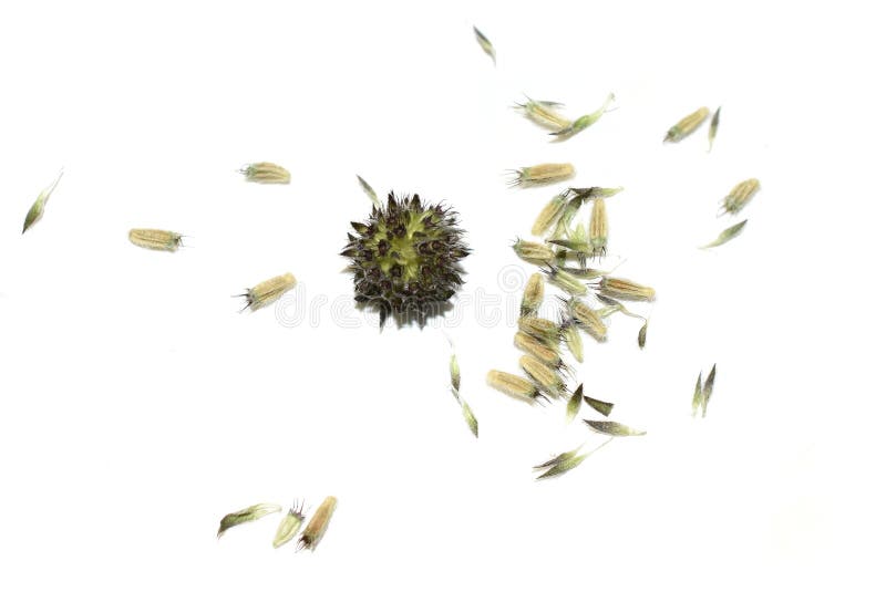 Devil`s-bit scabious Succisa pratensis seed royalty free stock image