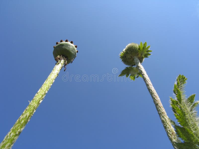 Seedcases of poppy on blue sky background.