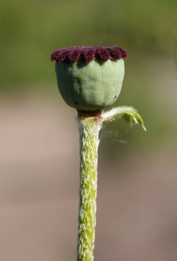 Seedcases of poppy flower on lens-blured background. Seedcases of poppy flower on lens-blured background