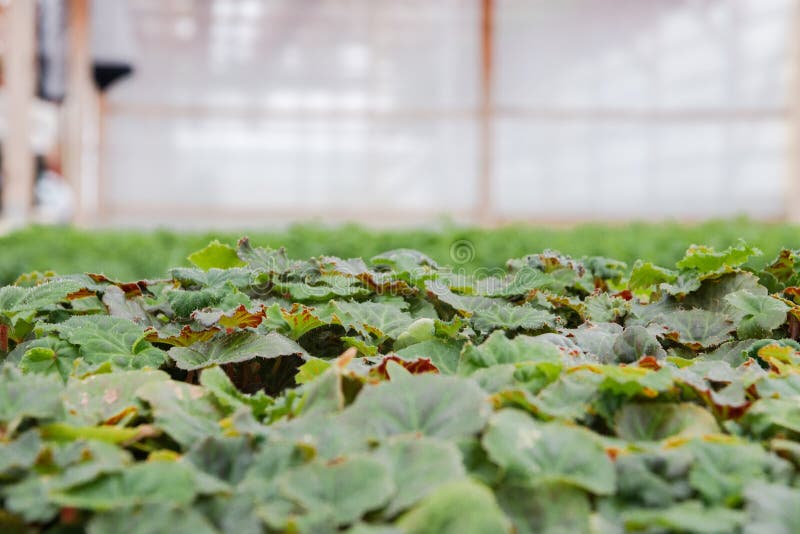 Seeding in greenhouse. seeding plants greenhouse. seeding in greenhouse concept. plant seedling in greenhouse. new life stock image Seeding in greenhouse. seeding plants greenhouse. seeding in greenhouse concept. plant seedling in greenhouse. new life stock image