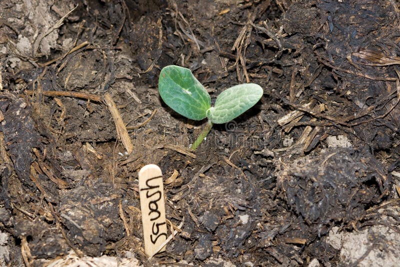 Squash Seedling Germination, Emerging Out Of Soil In A Garden, With The